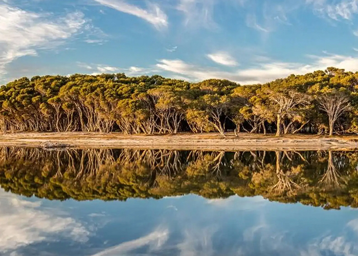 Trees on the bank of the river