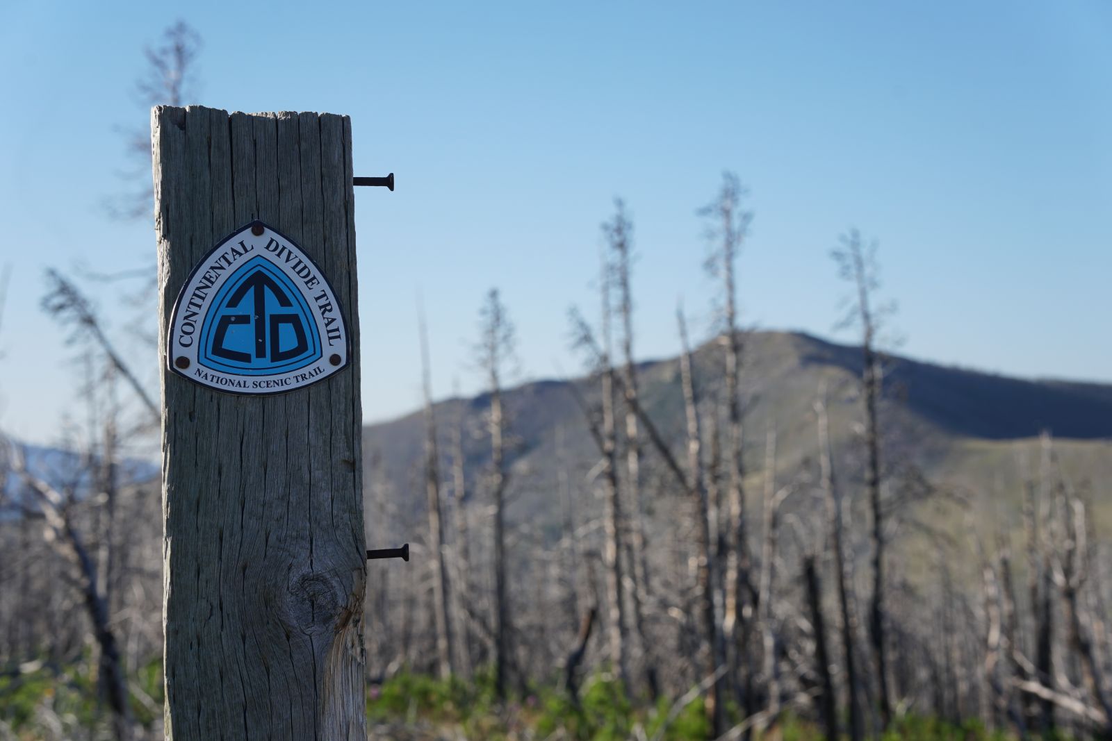 Photo of CDT trail marker before a long stretch of burnt forest