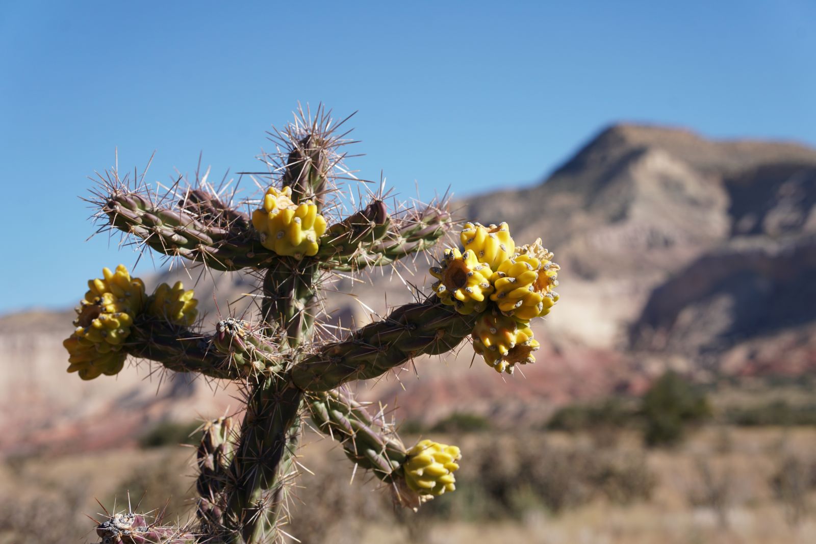 Cane cholla flowering in Northern New Mexico