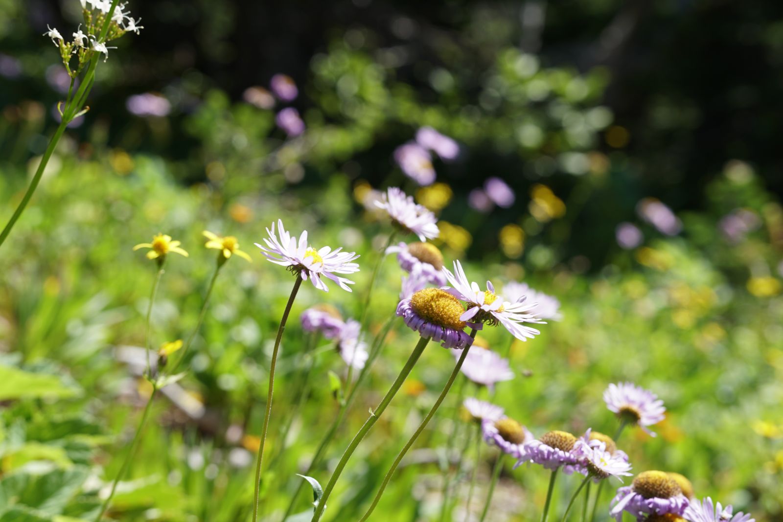 Photo from CDT Wildflowers blooming in Glacier National Park