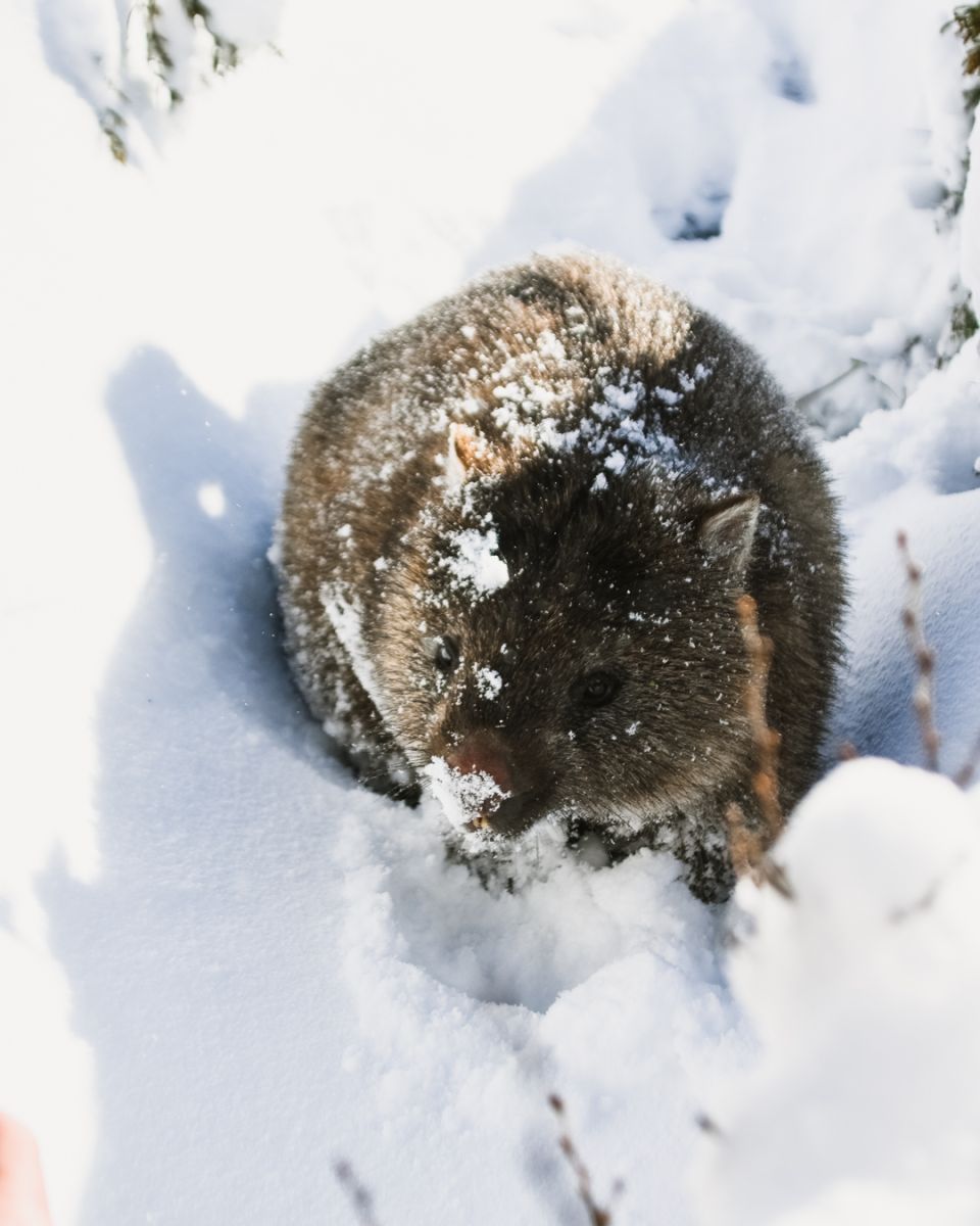 Wombat in the snow