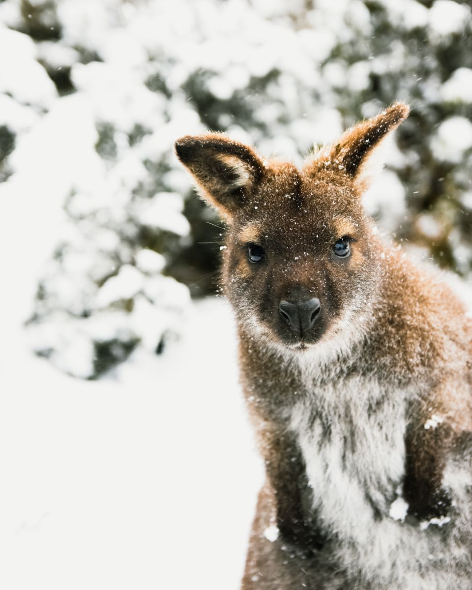 Kangaroo in the snow