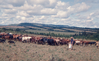 Tim's dad and their cattle on the farm in Tanzania