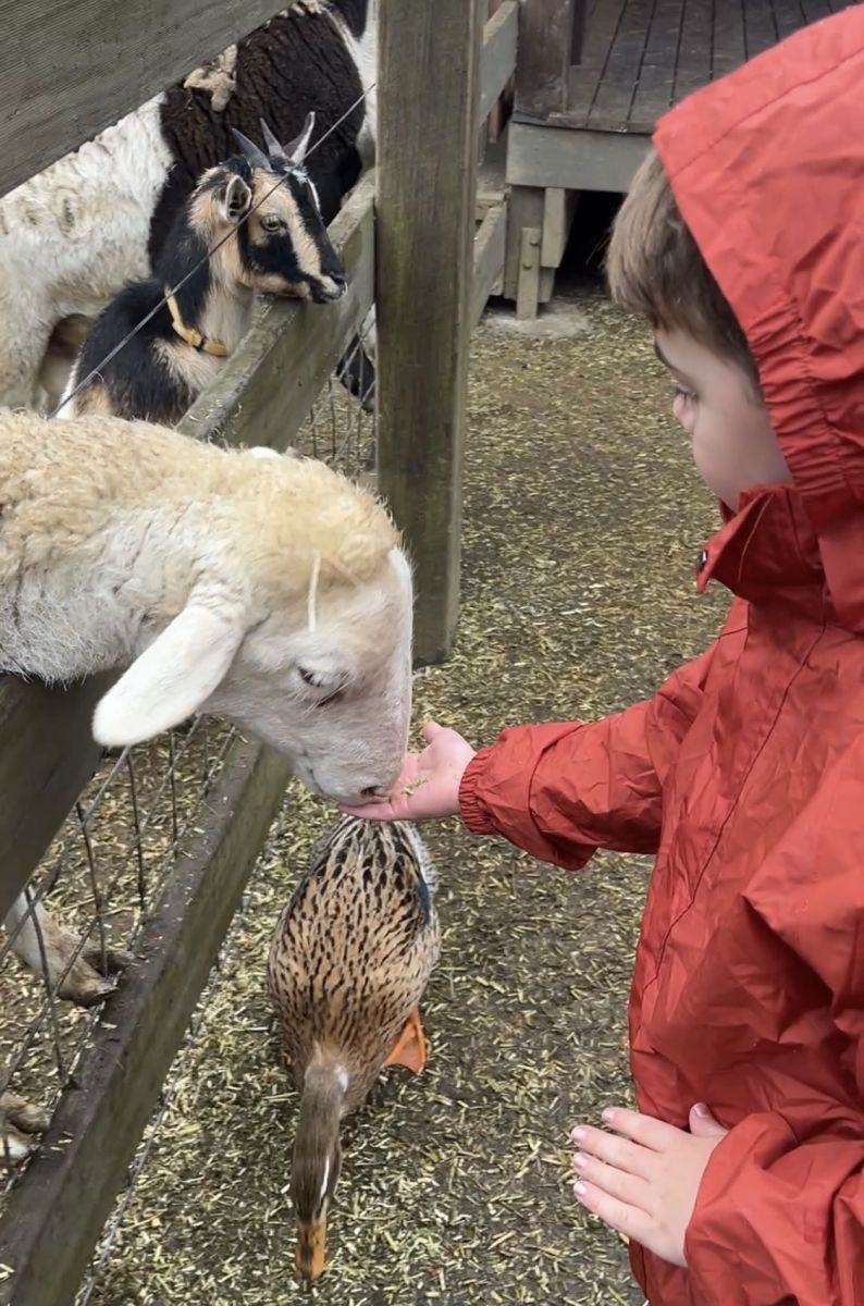 Feeding animals at the farm