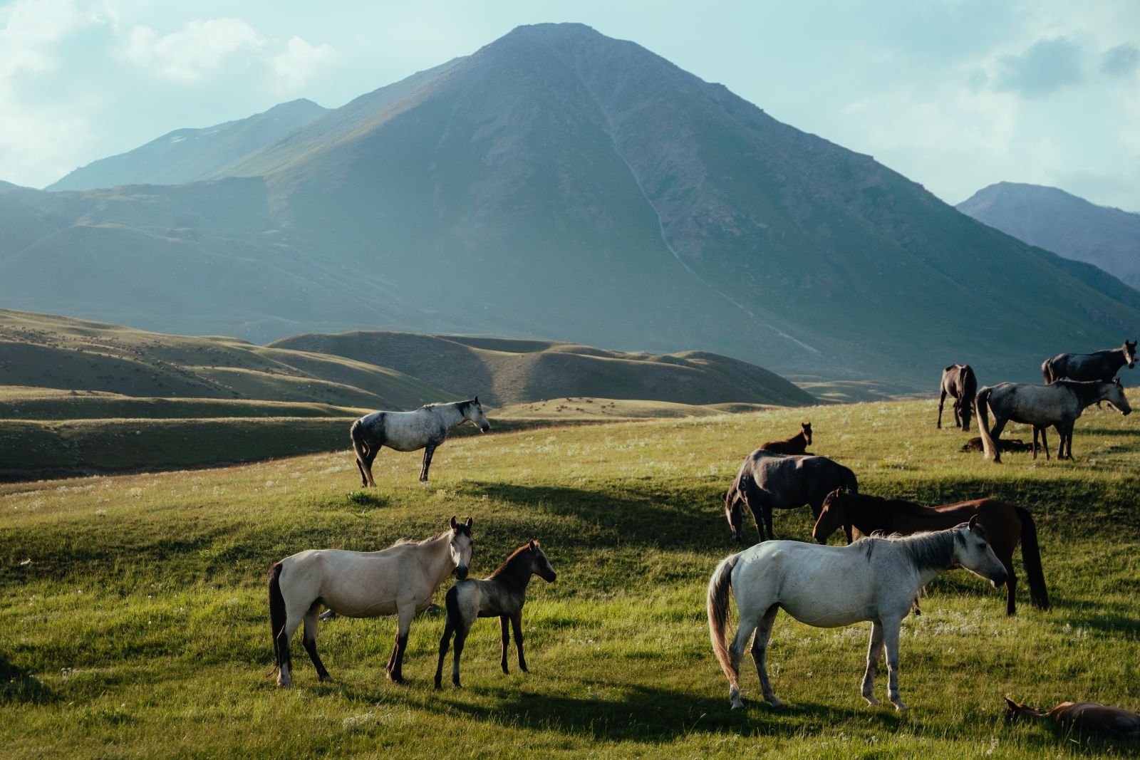 Wild Horses
