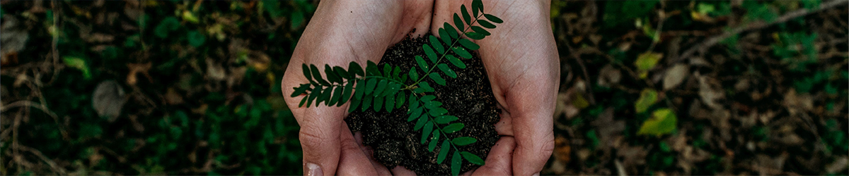 Person holding soil in their hands with sapling growing