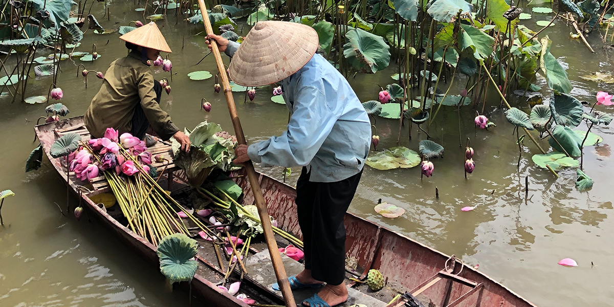 Ladies Harvesting Lotus Flowers