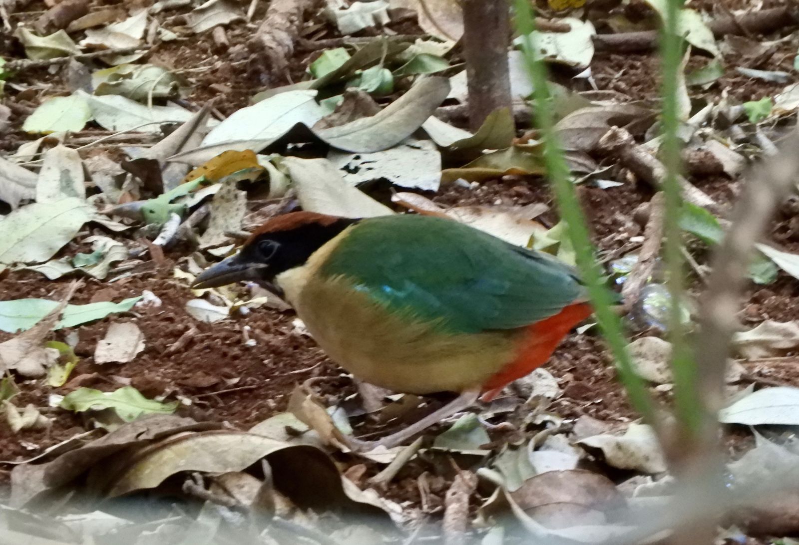 Noisy Pitta Bird