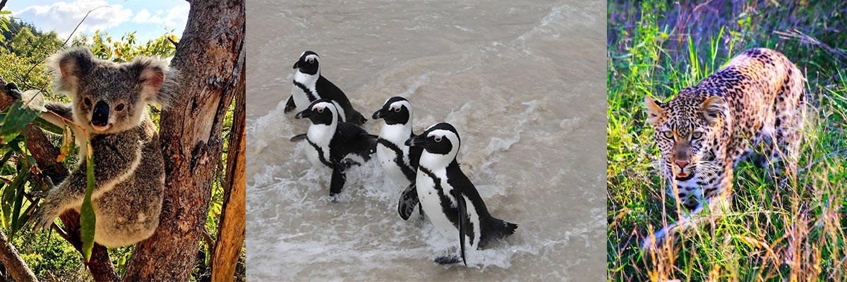 Photo collage of a koala, penguins and leopard