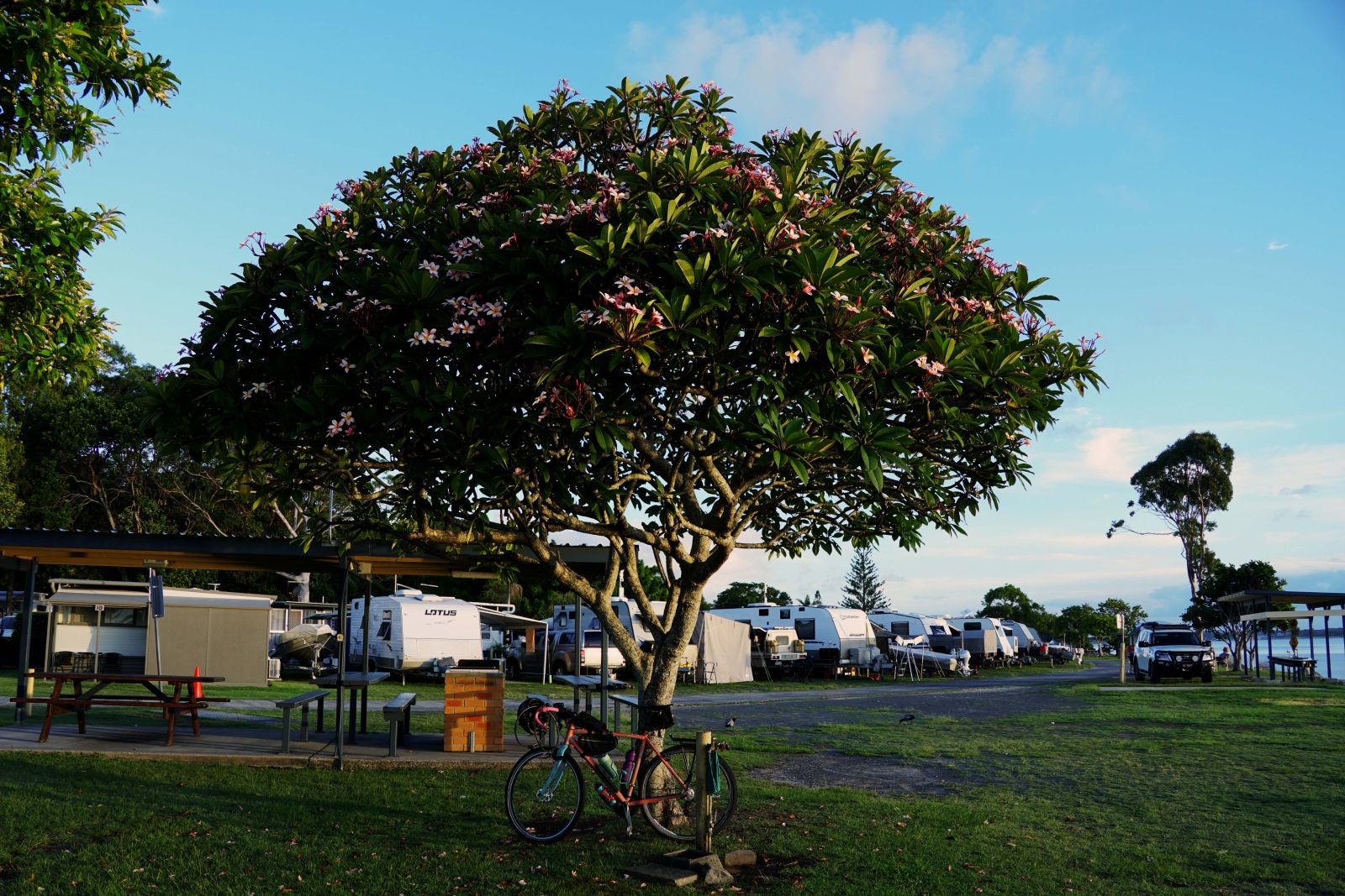 James' bike under a frangipani tree