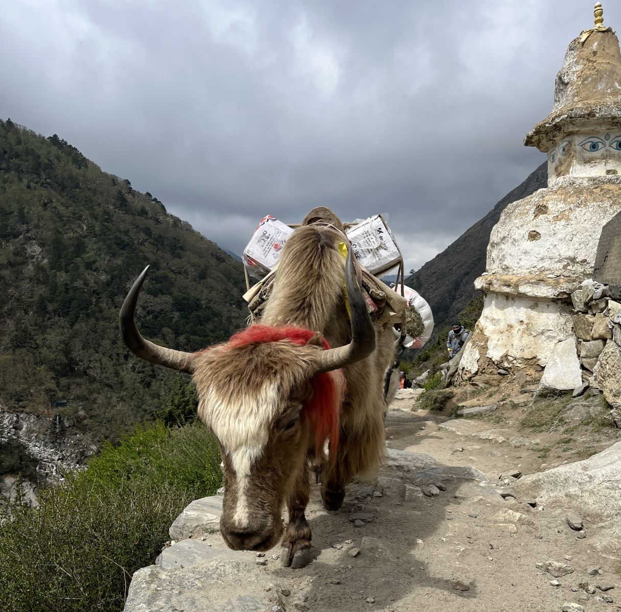 Sharing the trail with the Yaks