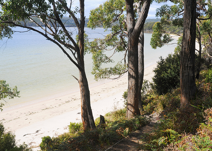 View through the trees to the beach