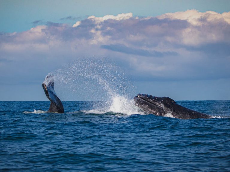 Photo of whale breaching in the ocean