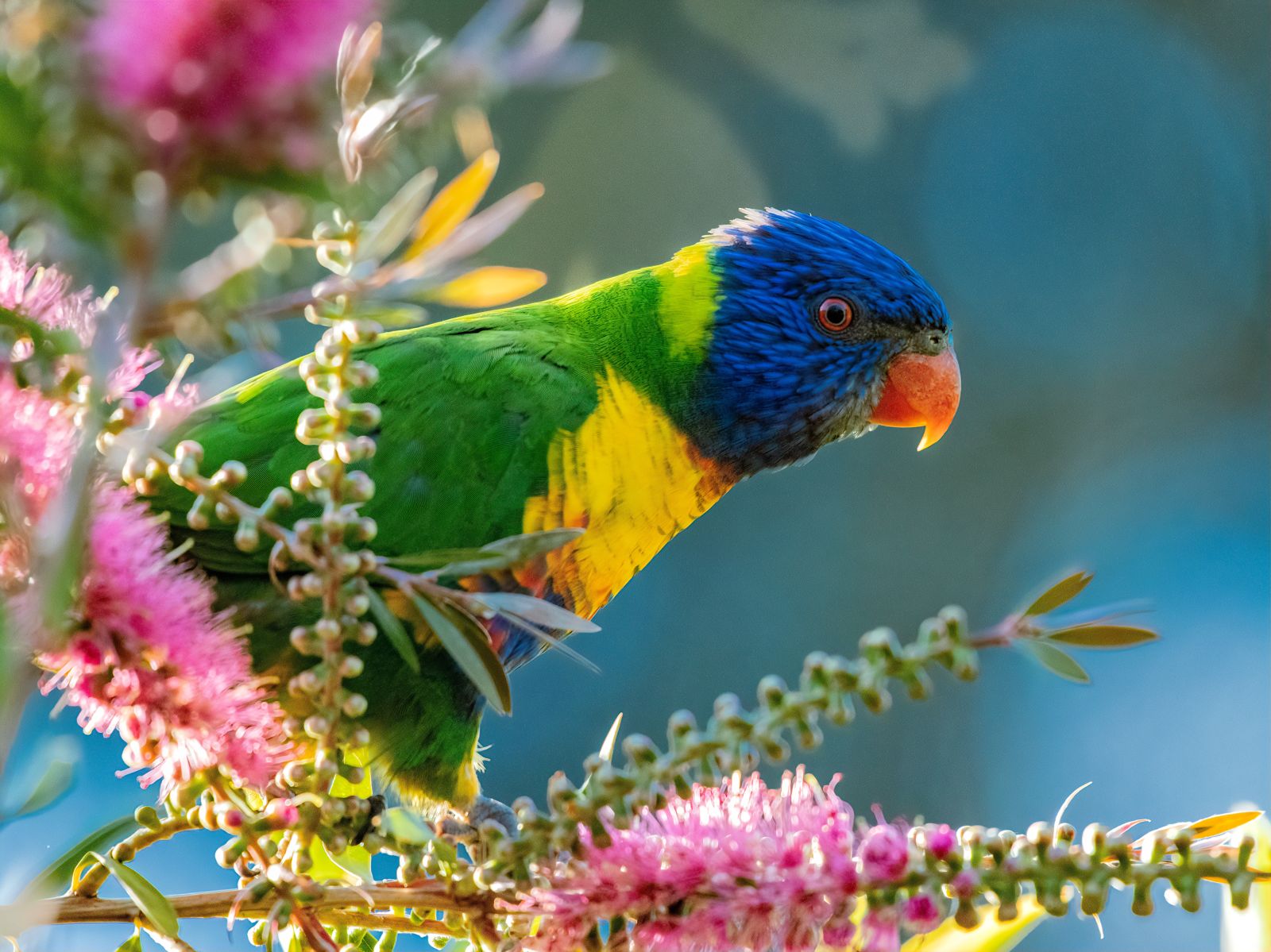 Rainbow Lorikeet in native trees