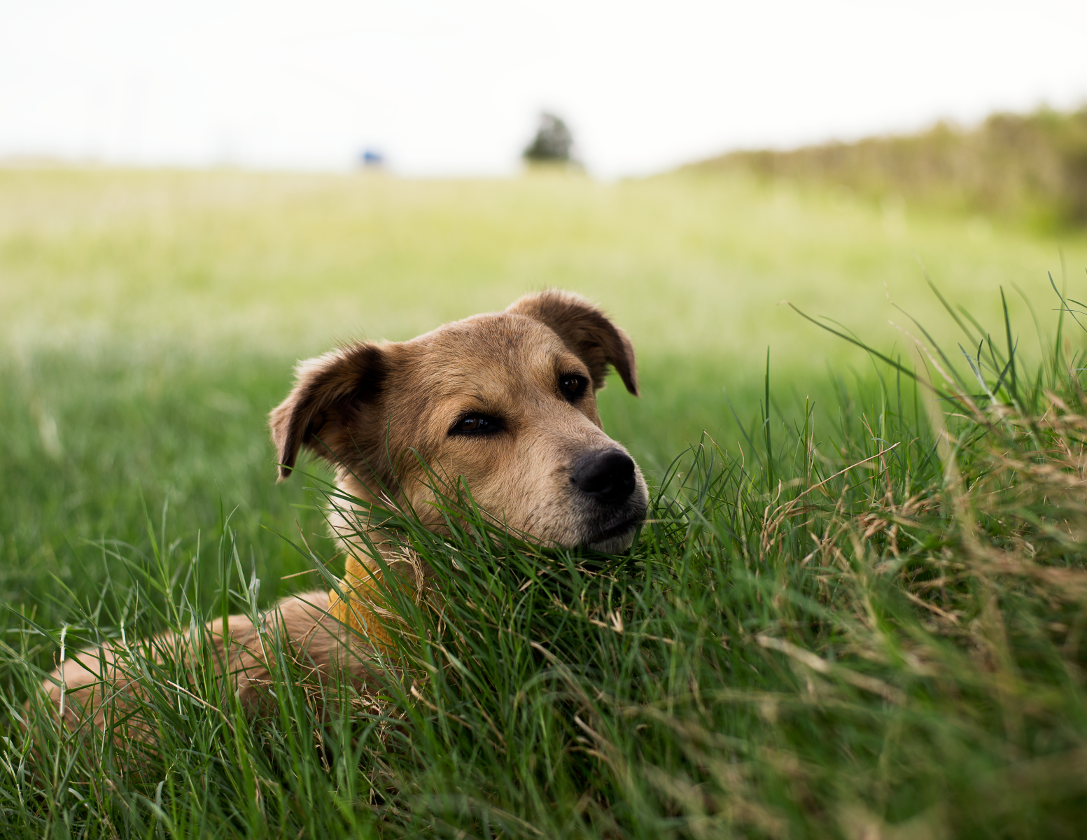 Tom's dog Sav taking it easy in Uraguay