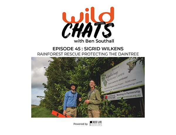 Wild Chats with Ben Southall: Episode 45 - Sigrid WIlkens: Rainforest Rescue Protecting the Daintree