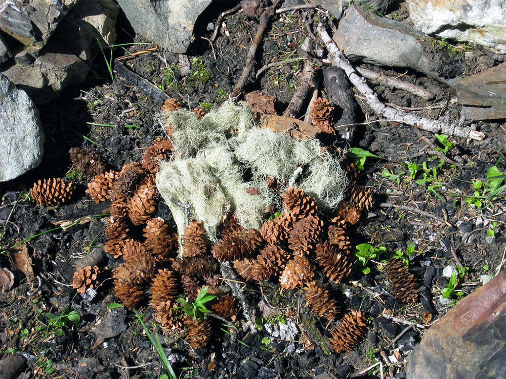 Fire kindling - lichen and pinecones