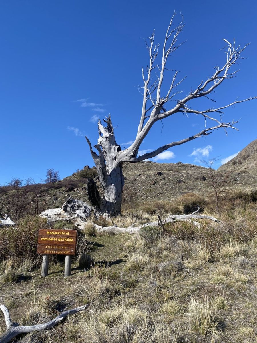 Monumento al caminante distraido’ which is a dead, white tree as a result of a hiker who left their lit cigarette on the trail and caused a fire. 