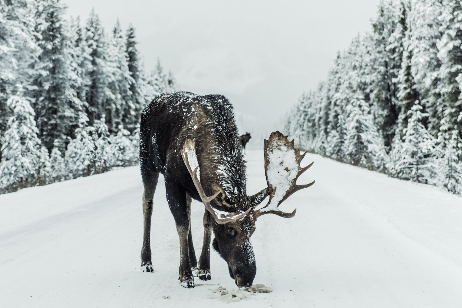 Image of a moose in the snow by Ivars Krutainis