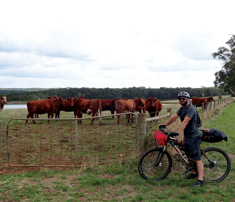 ash gray bikepacking with cows