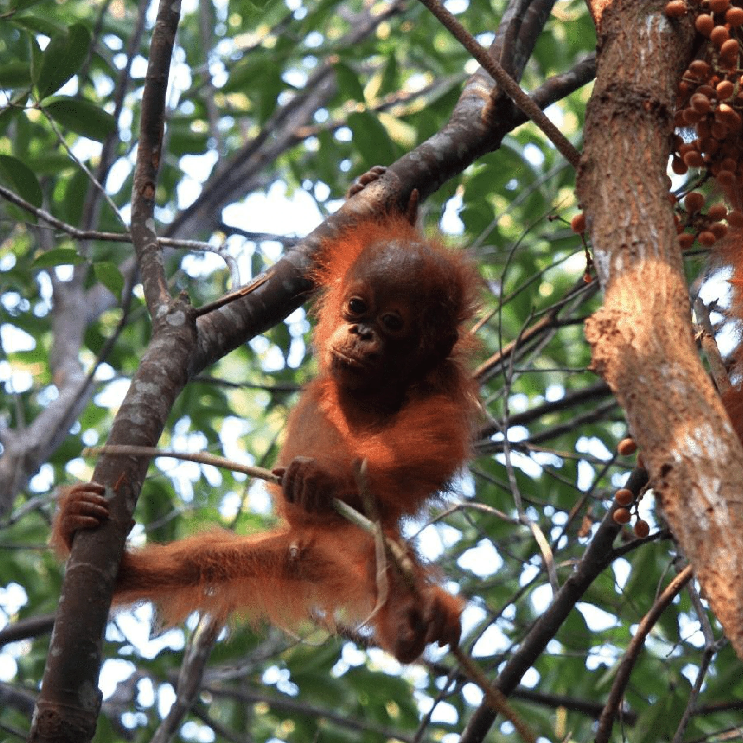 Katingan Peatland Conservation