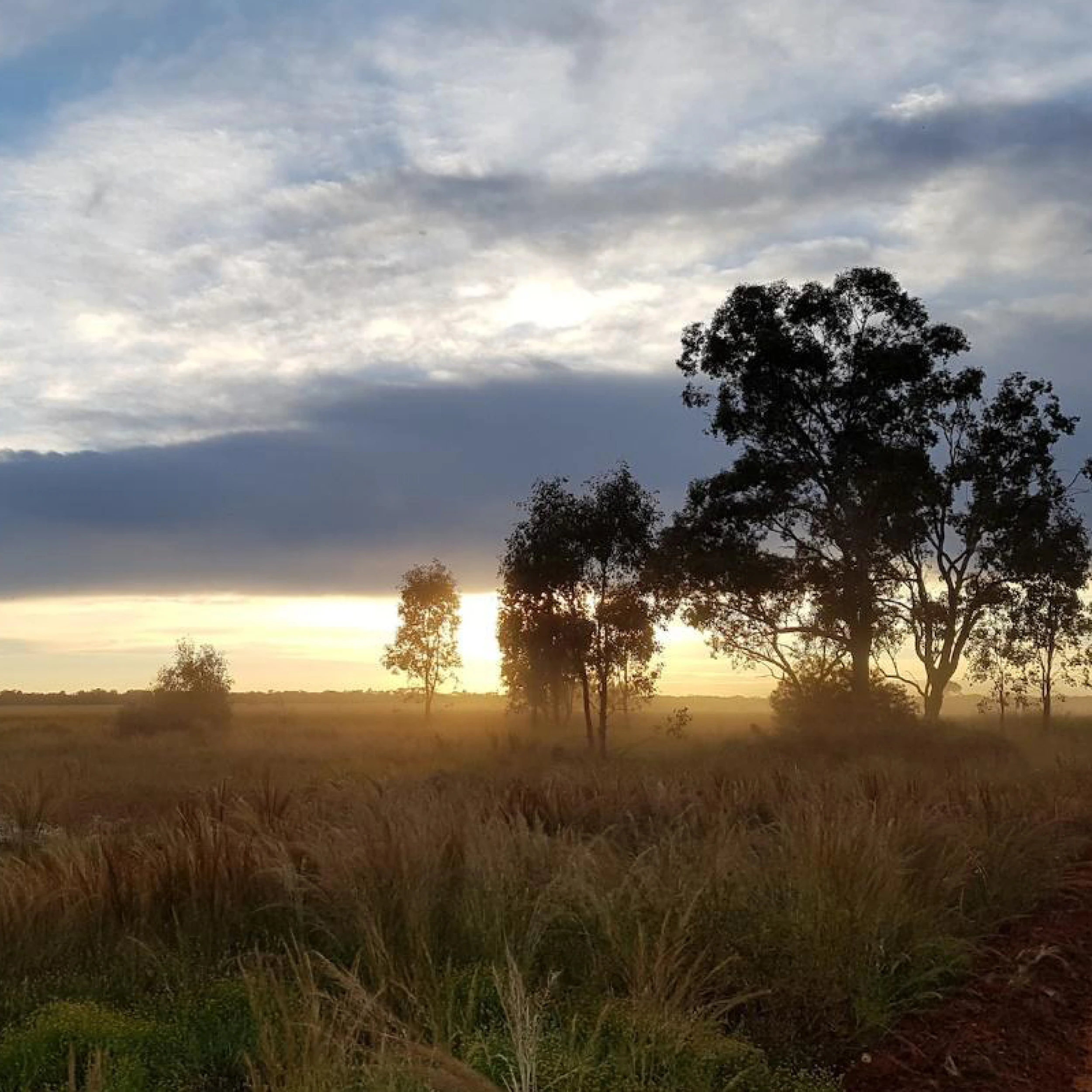QLD/NSW NATIVE FOREST REGENERATION
