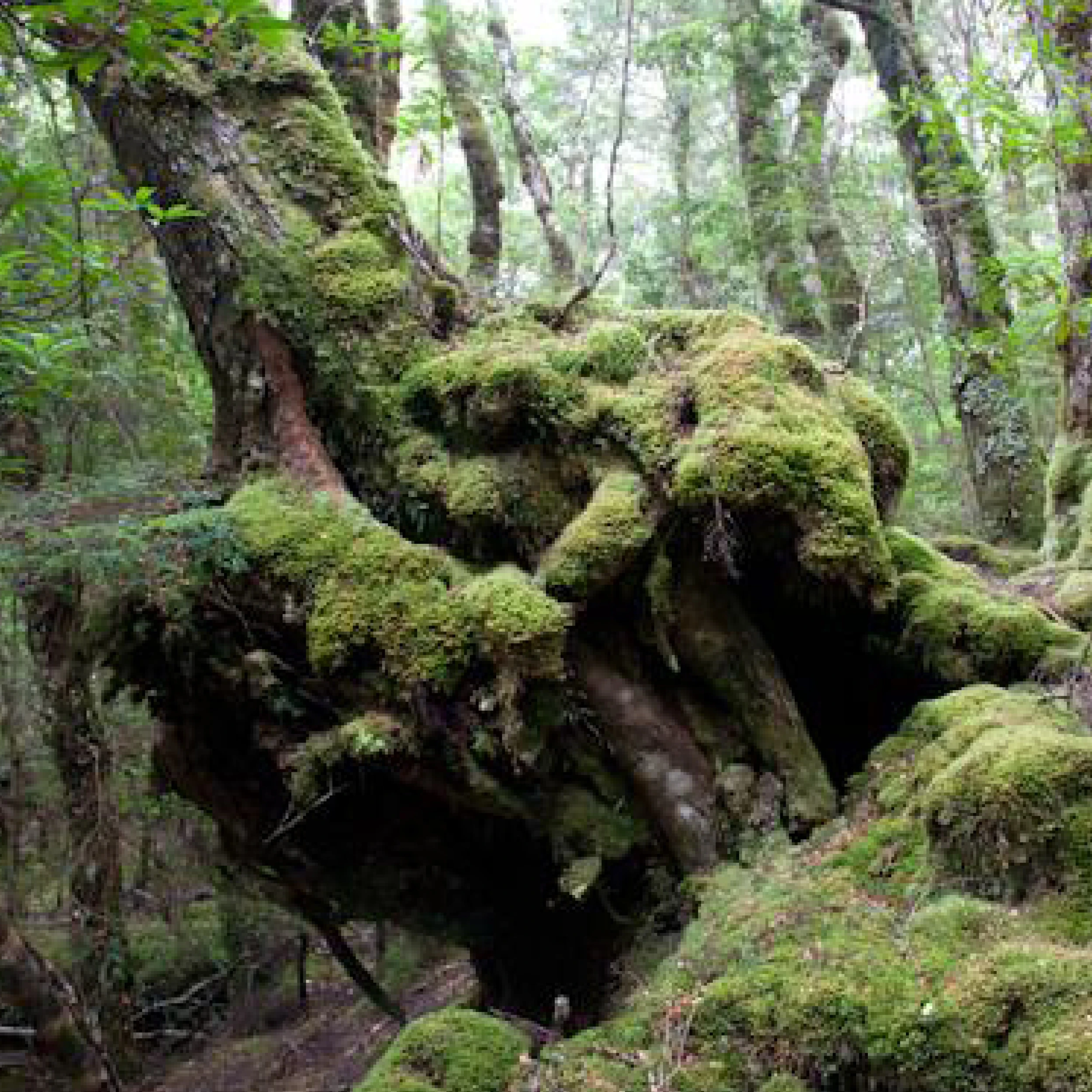 TASMANIA - NATIVE FOREST RESTORATION
