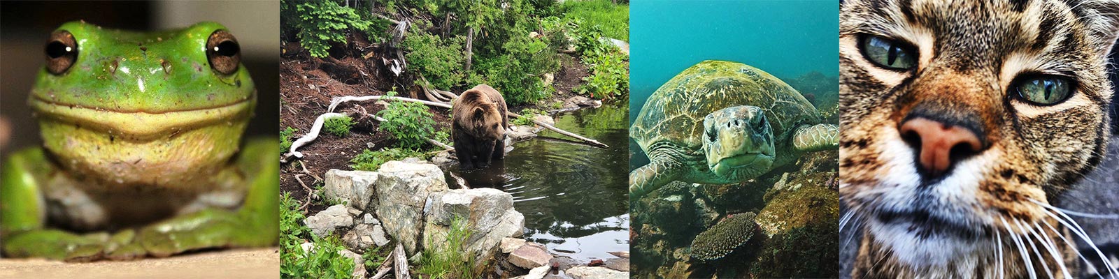 Wildlife Photography: Gear and Tips for the Outdoor Photographer