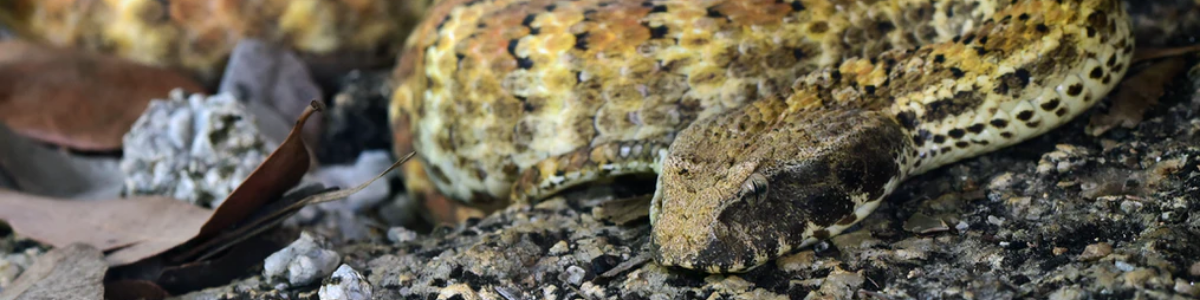 Snake Bite: Information, Prevention and Treatment