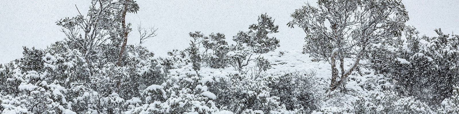 Family Snowshoeing & Camping Adventure in Australia's Snowy Mountains