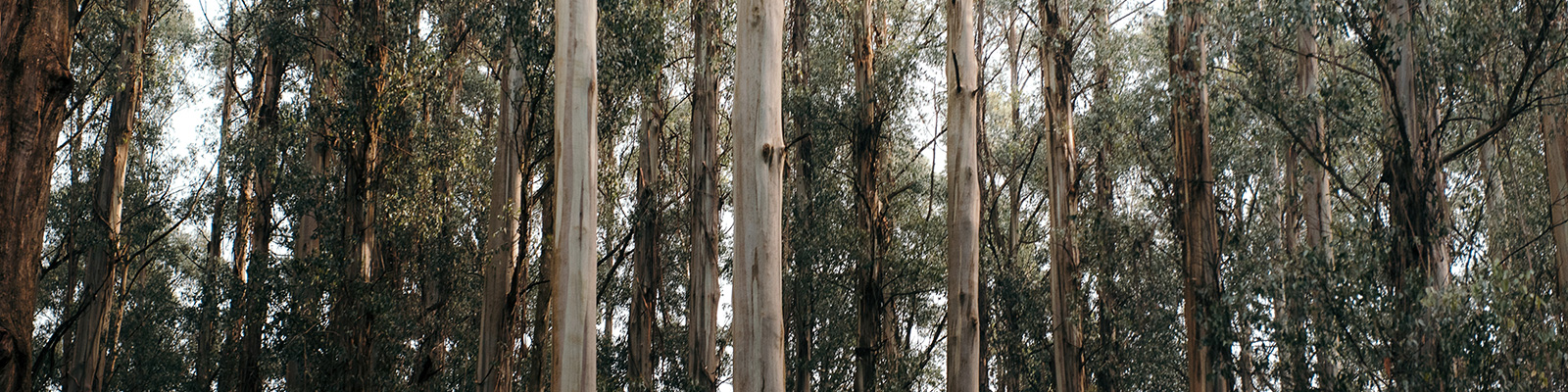 My Therapist is a Gum Tree