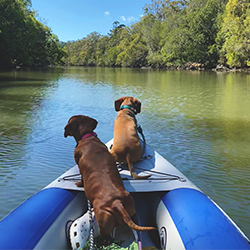 Pet-Friendly Camping: Adventures with Your Furry Friends
