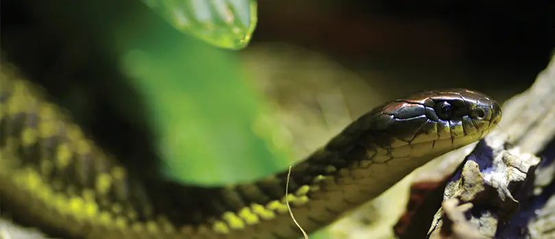 How To Avoid A Snakebite While Bushwalking
