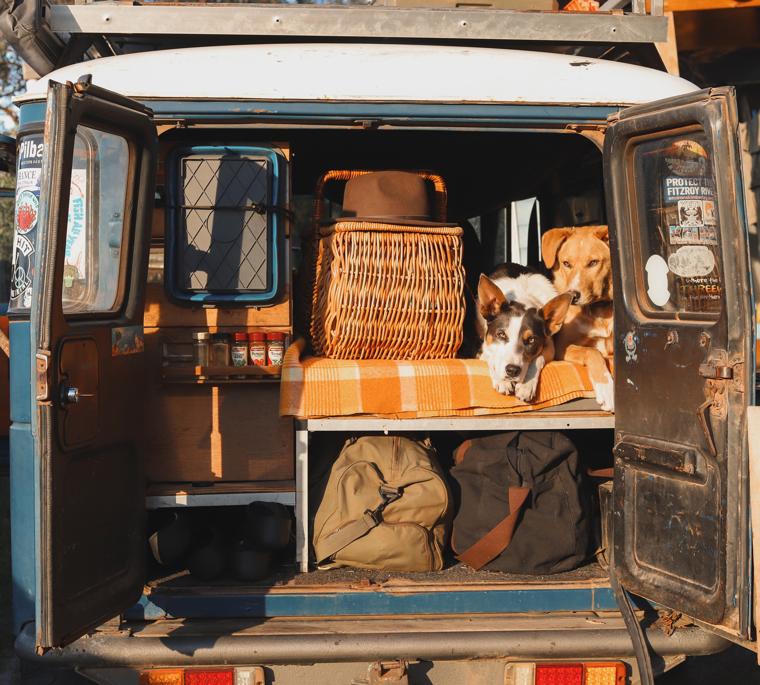 Camping with Dogs