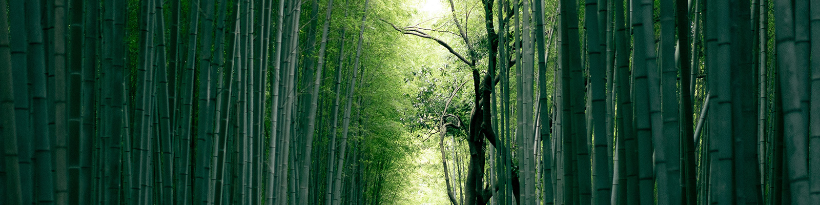 Exploring the Enchanting Beauty of Kochi Prefecture